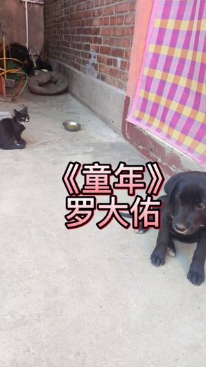 童年羅大佑鈴聲