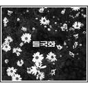 野菊花   걱정말아요 그대  你不要担心