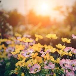 花园种花（在小小的花园里面挖呀挖呀挖）铃声