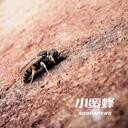 有一隻小蜜蜂