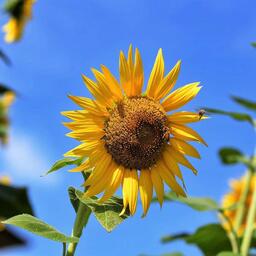 风中的诺言铃声