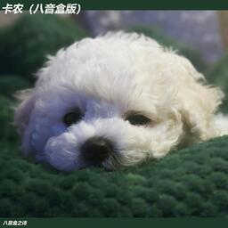 铃声 - 卡农（八音盒版）