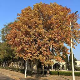 一開始說陪你到老的人鈴聲