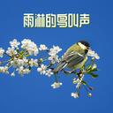 五音鸟语 (鸟儿摇)