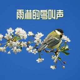 五音鳥語 (鳥兒搖)鈴聲