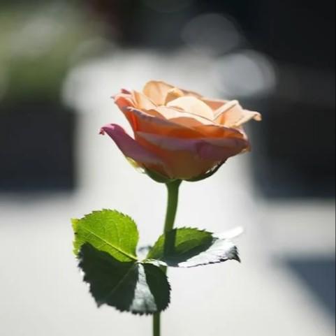 Dạ Vũ夜舞鈴聲