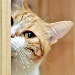 羊了个羊bgm下载高清铃声