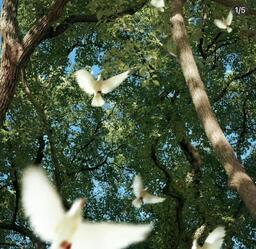 示弱 (明明是你犯错)铃声