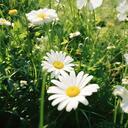 Spring  Thing  春雨你