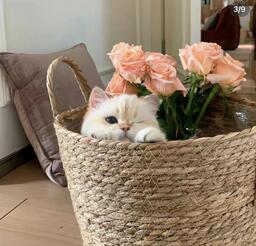 荒漠中的草铃声