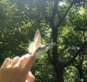 就让岁月开成一朵花