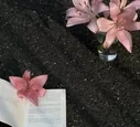 不能成情人