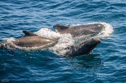 Through Patches of Violet (Hacklord Shedletsky LMS)铃声