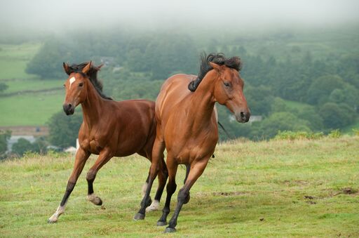 战马  香子版铃声