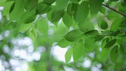 来电铃声来自大自然最美妙的纯音乐