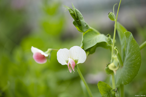 华为专用来电铃声